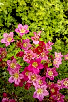 Skalnica Arendsa 'Peter Pan' (Saxifraga arendsii)